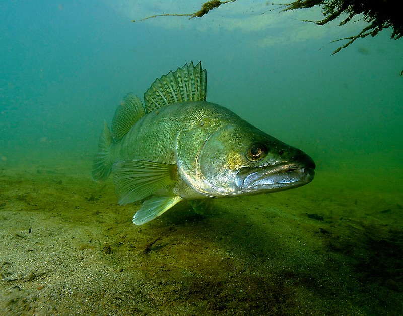 poissons de nos riviere